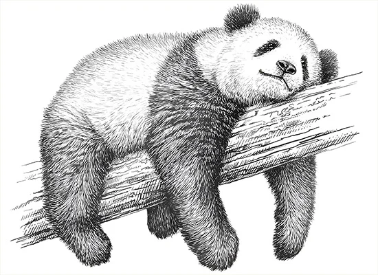 CN0512-A6 Panda