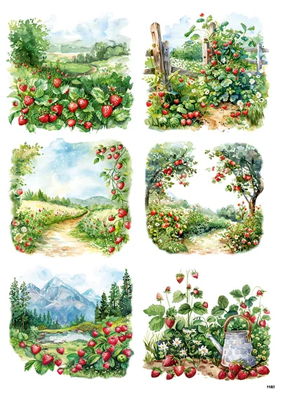 CN1183 Truskawki W Naturze
