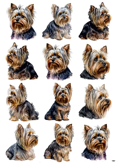 CN1581 Yorki