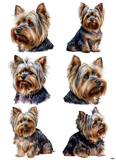 CN1583 Yorki