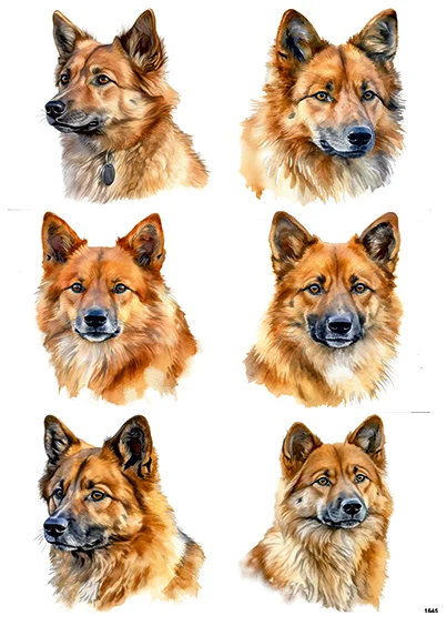 CN1645 Szpic Fiński