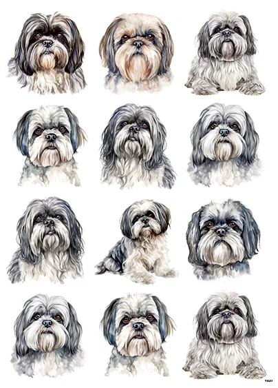 CN1648 Shih Tzu