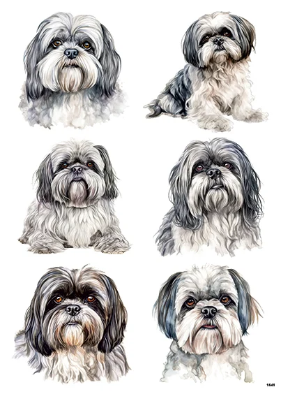 CN1649 Shih Tzu