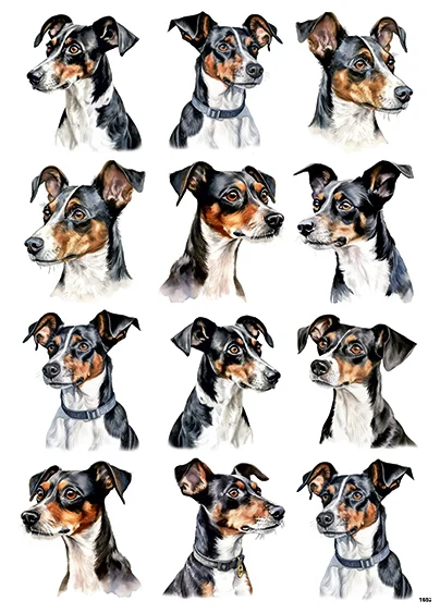 CN1652 Rat Terrier