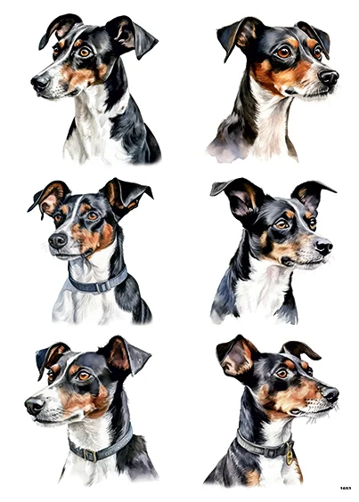 CN1653 Rat Terrier