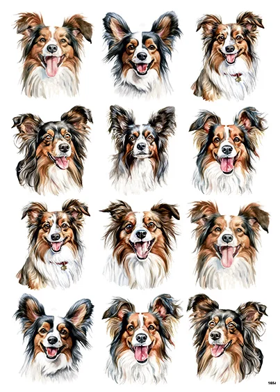 CN1654 Papillon