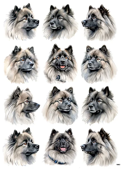 CN1662 Keeshond