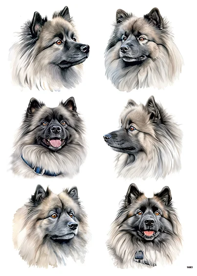 CN1663 Keeshond