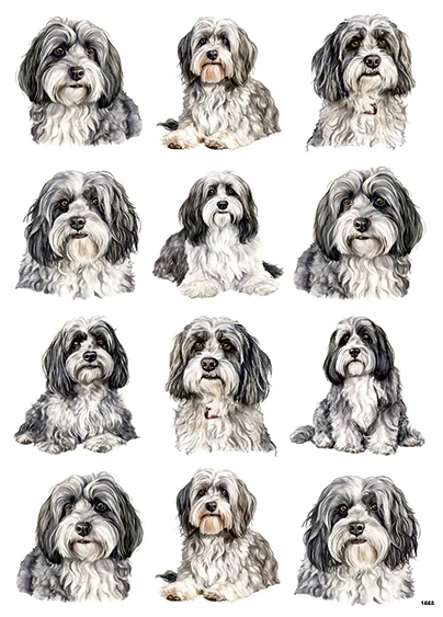 CN1668 Shih Tzu