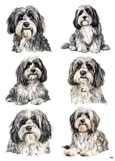 CN1669 Shih Tzu