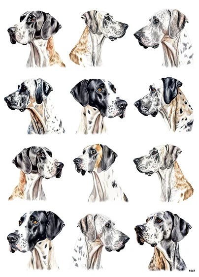 CN1674 Great Dane