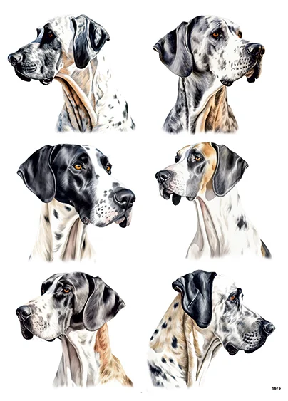 CN1675 Great Dane