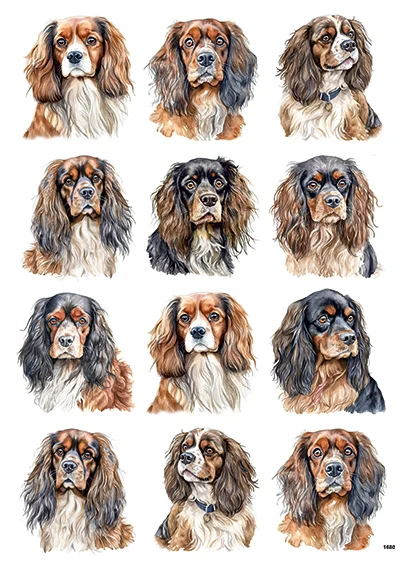 CN1680 King Charles Cavalier