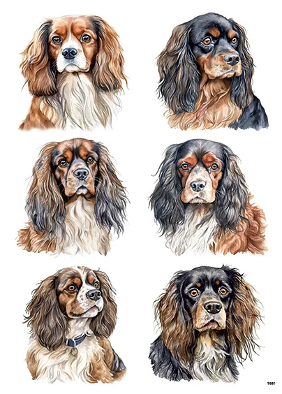CN1681 King Charles Cavalier