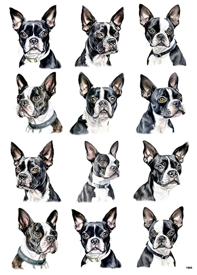 CN1685 Boston Terrier