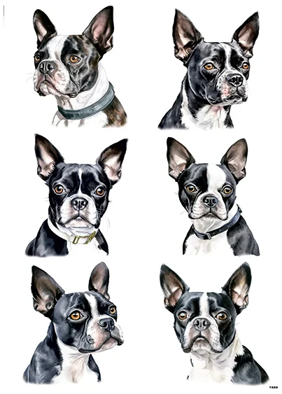 CN1686 Boston Terrier