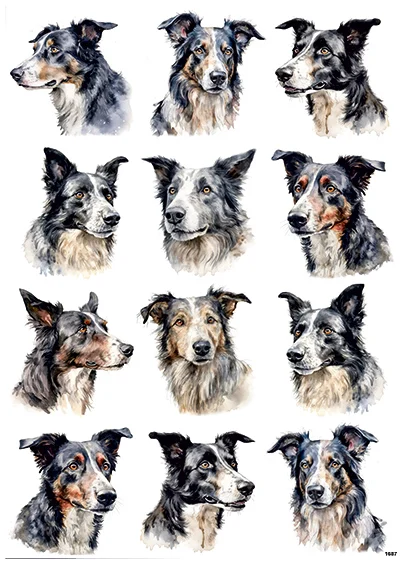 CN1687 Border Collie