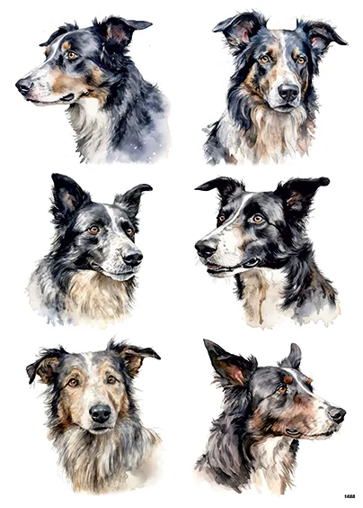 CN1688 Border Collie