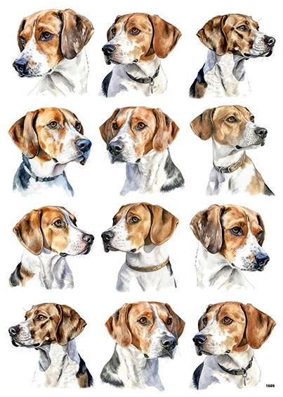 CN1689 Beagle