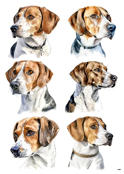 CN1690 Beagle