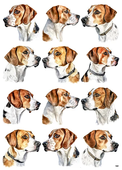 CN1691 Beagle