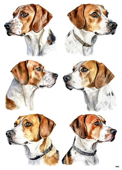 CN1692 Beagle