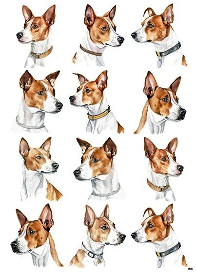 CN1693 Basenji