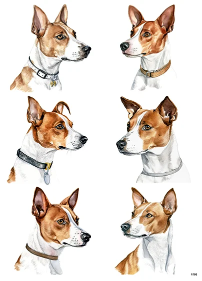 CN1694 Basenji
