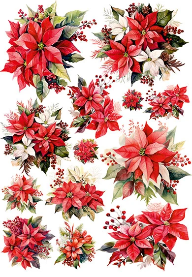 CN2192 Poinsettia