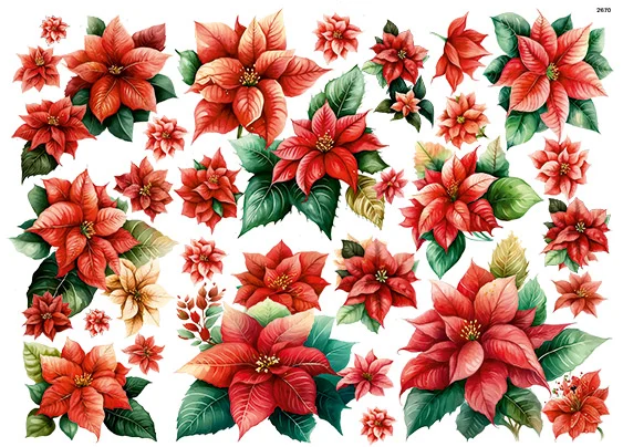 CN2670 Poinsettia