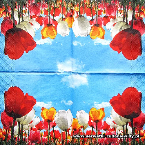 0297 Fields Of Tulips