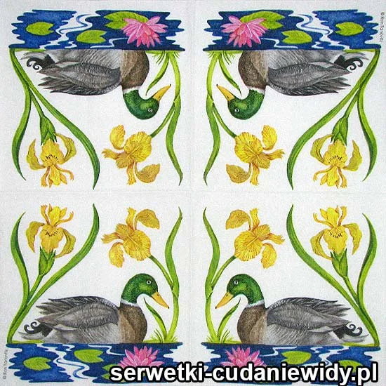 0325 Kaczka Malowana