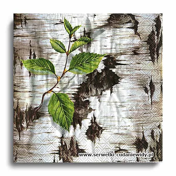 10013PACZKA Birchtree