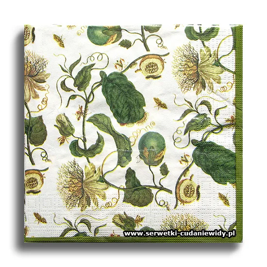 10028PACZKA Metamorphose Merian
