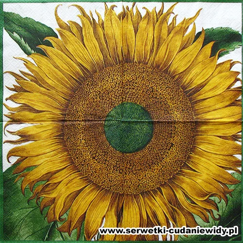 10050 Sonnenblume Aus Dem Garten