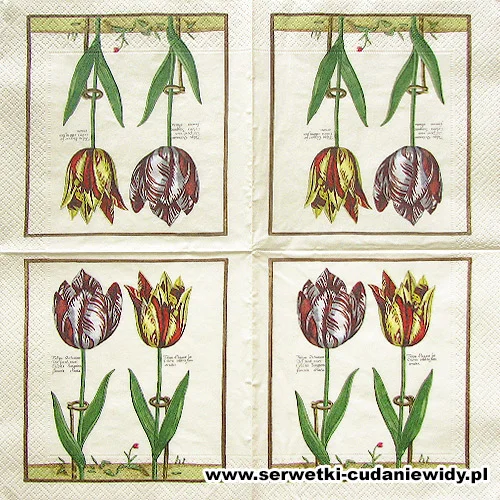 10065 Tulipa Octaviani