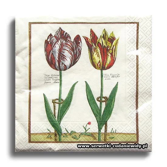 10065PACZKA Tulipa Octaviani