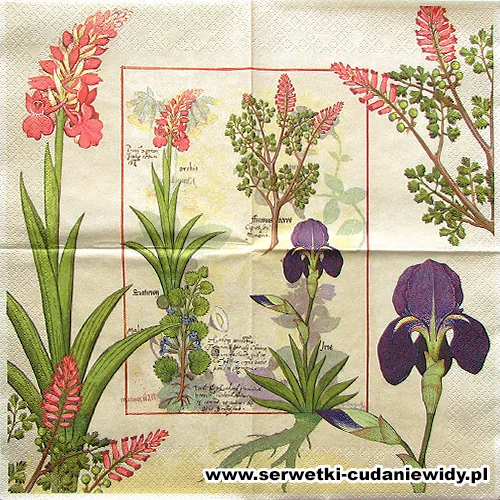 10080 Orchidee Und Erdrauch