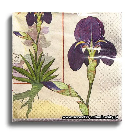 10080PACZKA Orchidee Und Erdrauch
