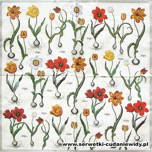 10092 Tulpen