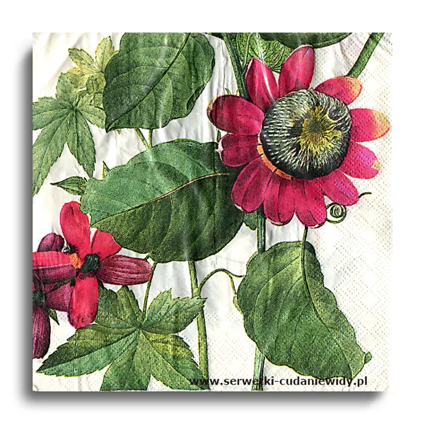 10304PACZKA Exotic Botanica