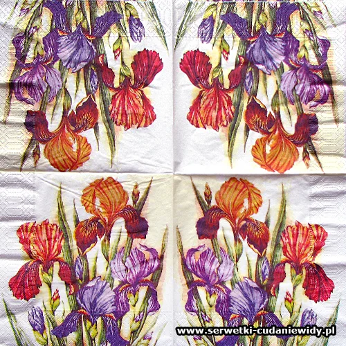 10629 Colourfull Iris