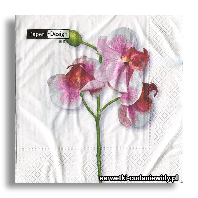 1560PACZKA Orchidea
