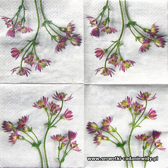 1903 Spring Flower