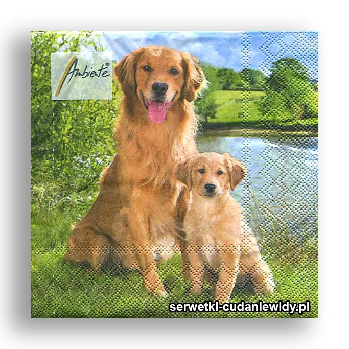 2295PACZKA Goldeny