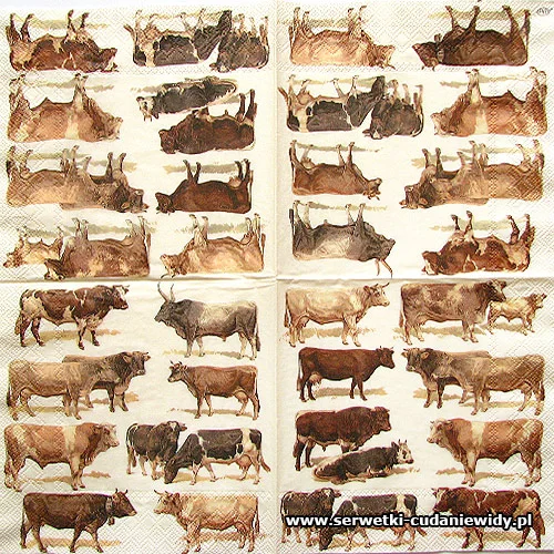 2676 Cows
