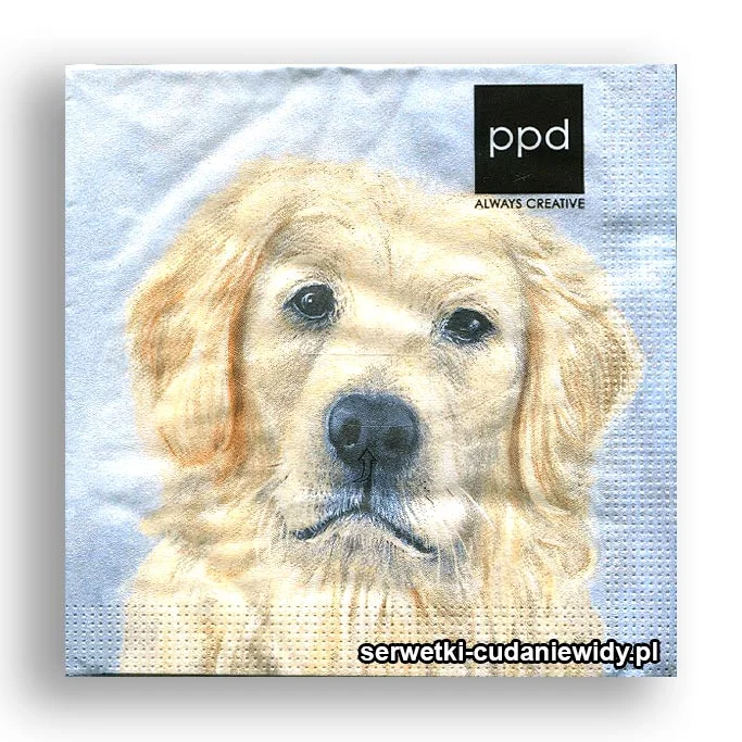 2996PACZKA Smutny Golden?