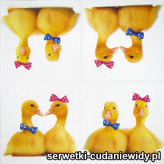 3413 Śliczne Kaczuszki
