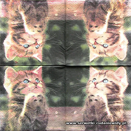 3526 Kitty