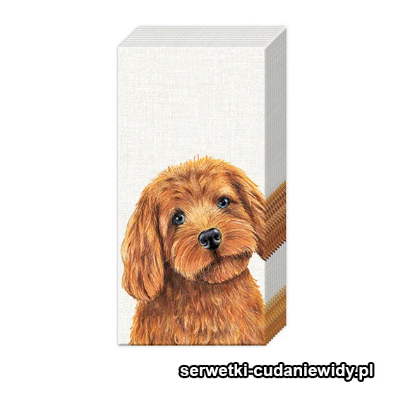 3573PACZKA Spanielopudel